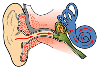 院長コラム：メニエール病について